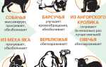 Собачья шерсть – пряжа и ее полезные лечебные свойства
