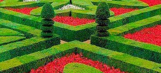 Топиарий — воздушная феерия (из органзы, фоамирана, кофе)