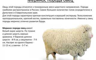 3 основных вида шерсти мериносов: их качественные характеристики и свойства, сфера применения