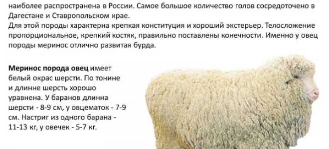 3 основных вида шерсти мериносов: их качественные характеристики и свойства, сфера применения