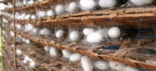 Натуральный шелк: описание ткани, состав, свойства, достоинства и недостатки