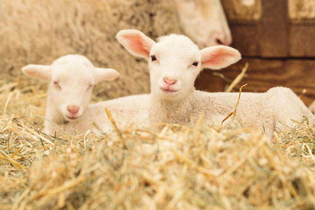 virgin wool